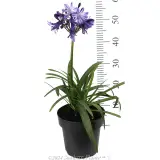 Agapanthus Buccaneer™ - Reference photo