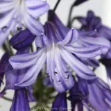 Agapanthus Buccaneer™ - Detail photo