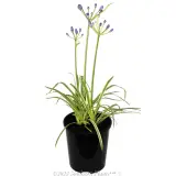 Agapanthus Golden Drop - Alternate photo