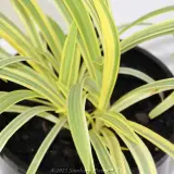 Agapanthus Golden Drop - Detail photo
