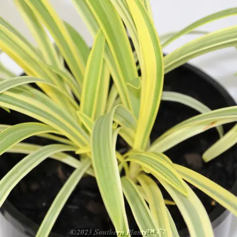 Agapanthus Golden Drop