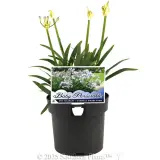 Agapanthus Baby Periwinkle - Plant photo