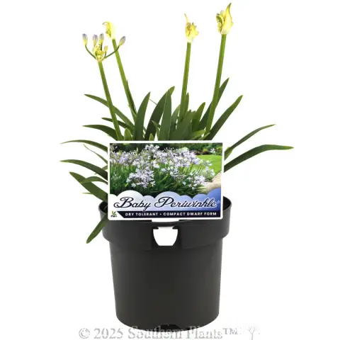 Agapanthus Baby Periwinkle