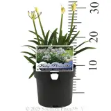 Agapanthus Baby Periwinkle - Product photo
