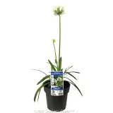 Perpetual Peace Agapanthus - Plant photo