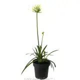 Perpetual Peace Agapanthus - Alternate photo