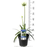 Perpetual Peace Agapanthus - Product photo