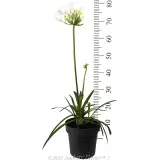 Perpetual Peace Agapanthus - Reference photo