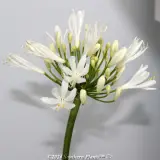 Perpetual Peace Agapanthus - Detail photo