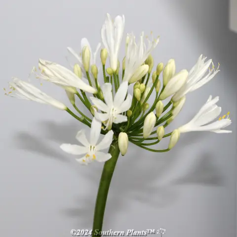Perpetual Peace Agapanthus
