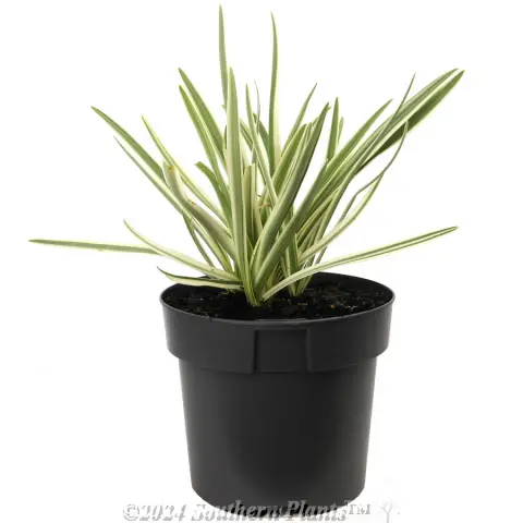 Agapanthus Tinkerbell