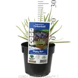 Agapanthus Tinkerbell - Product photo