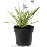 Agapanthus Tinkerbell - Reference photo
