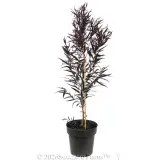 Agonis Afterdark - Alternate photo