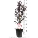 Agonis Afterdark - Product photo