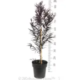 Agonis Afterdark - Reference photo