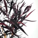 Agonis Afterdark - Detail photo