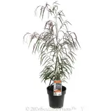 Agonis Burgundy - Plant photo