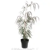 Agonis Burgundy - Alternate photo