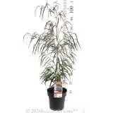 Agonis Burgundy - Product photo