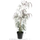 Agonis Burgundy - Reference photo