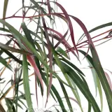 Agonis Burgundy - Detail photo