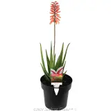 Aloe Mighty Coral - Plant photo