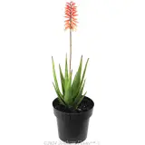 Aloe Mighty Coral - Alternate photo