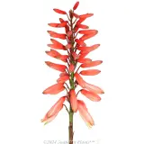 Aloe Mighty Coral - Detail photo
