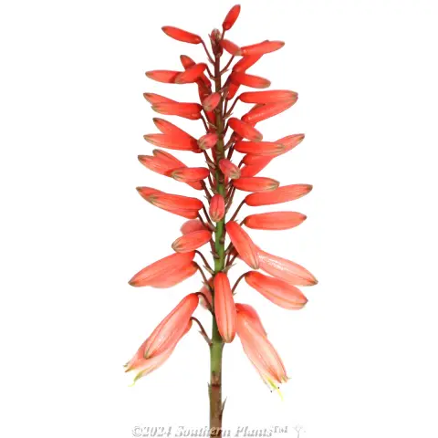 Aloe Mighty Coral