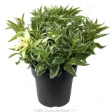 Alstroemeria Princess Lilies® Fabiana - Alternate photo