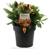 Alstroemeria Inca Assorted - Plant photo