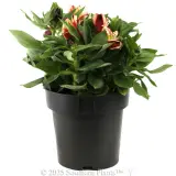 Alstroemeria Inca Assorted - Alternate photo