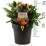 Alstroemeria Inca Assorted - Product photo
