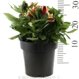 Alstroemeria Inca Assorted - Reference photo
