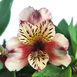 Alstroemeria Inca Assorted - Detail photo