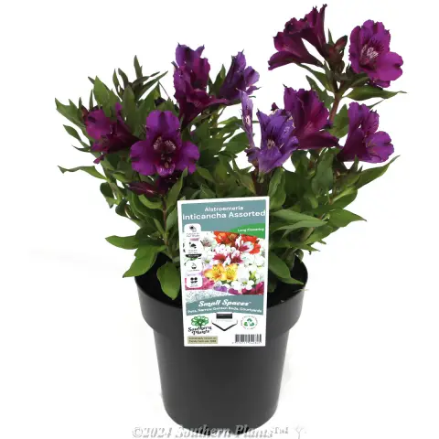 Alstroemeria  Inticancha