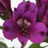 Alstroemeria  Inticancha - Product photo