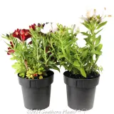 Little Miss™ Alstroemeria - Alternate photo