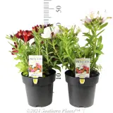 Little Miss™ Alstroemeria - Product photo