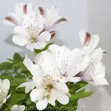 Little Miss™ Alstroemeria - Detail photo
