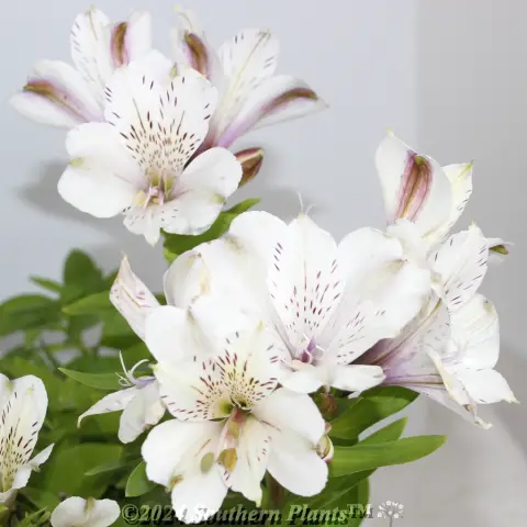 Little Miss™ Alstroemeria