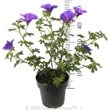 Native Hibiscus - Reference photo