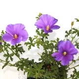 Native Hibiscus - Detail photo
