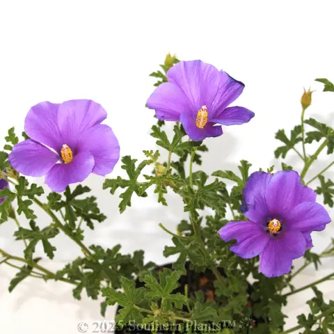 Native Hibiscus