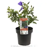 Alyogyne 'West Coast Gem' - Plant photo