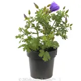 Alyogyne 'West Coast Gem' - Alternate photo