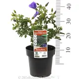 Alyogyne 'West Coast Gem' - Product photo