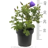 Alyogyne 'West Coast Gem' - Reference photo