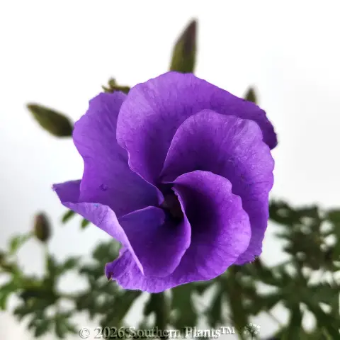 Alyogyne 'West Coast Gem'